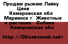 Продам рыжию Лайку › Цена ­ 10 000 - Кемеровская обл., Мариинск г. Животные и растения » Собаки   . Кемеровская обл.